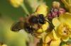Andrena sp.
